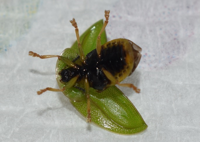 Chrysomelidae: Cassida viridis? S.
